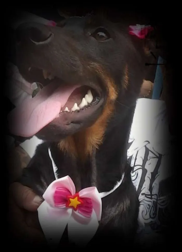 Cachorro ra a SRD idade 2 a 6 meses nome menina