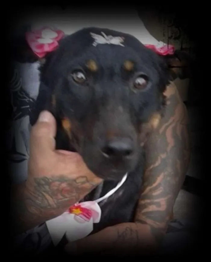 Cachorro ra a SRD idade 2 a 6 meses nome menina