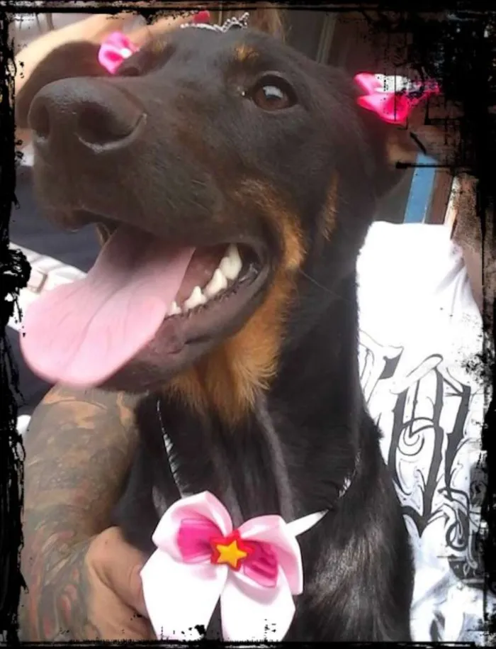 Cachorro ra a SRD idade 2 a 6 meses nome menina