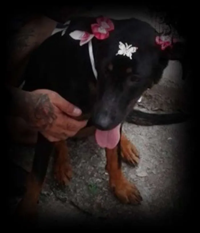 Cachorro ra a SRD idade 2 a 6 meses nome menina