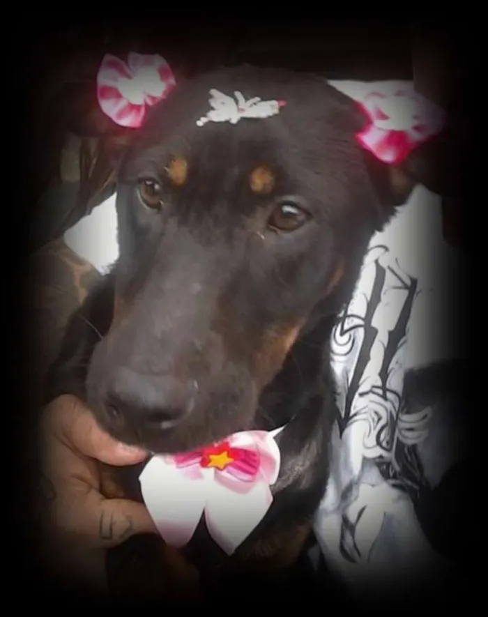 Cachorro ra a SRD idade 2 a 6 meses nome menina