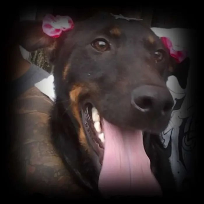 Cachorro ra a SRD idade 2 a 6 meses nome menina