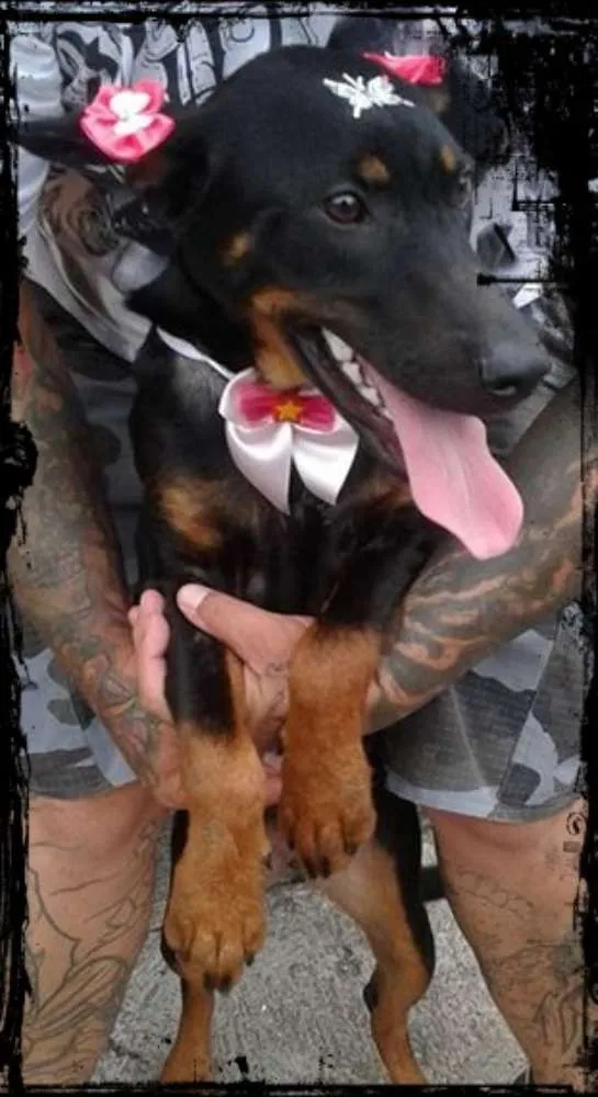 Cachorro ra a SRD idade 2 a 6 meses nome menina