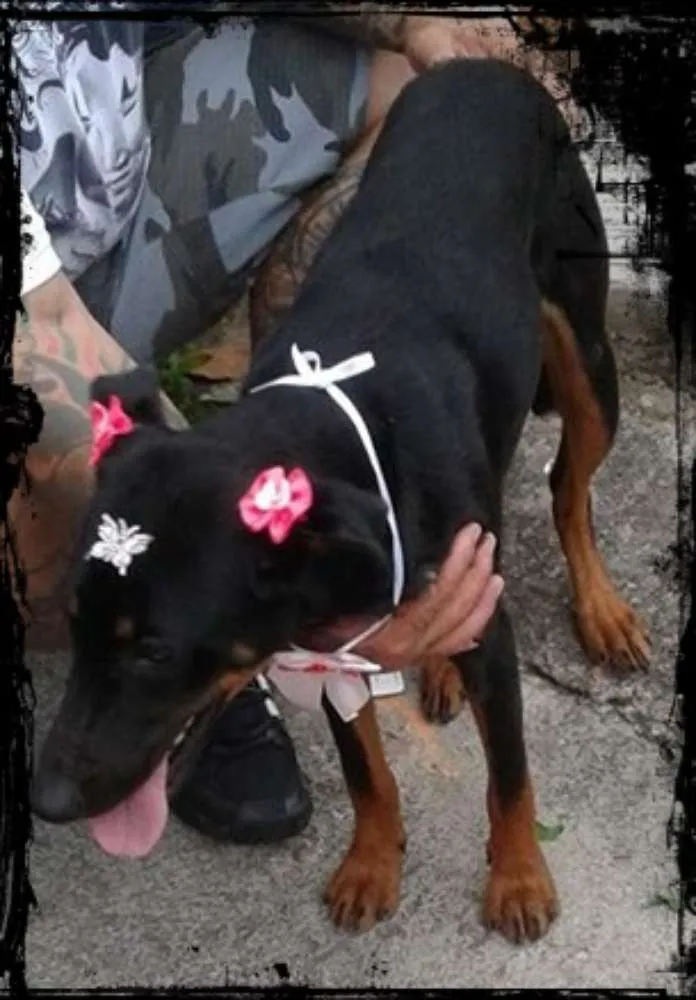 Cachorro ra a SRD idade 2 a 6 meses nome menina
