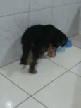 TOM
