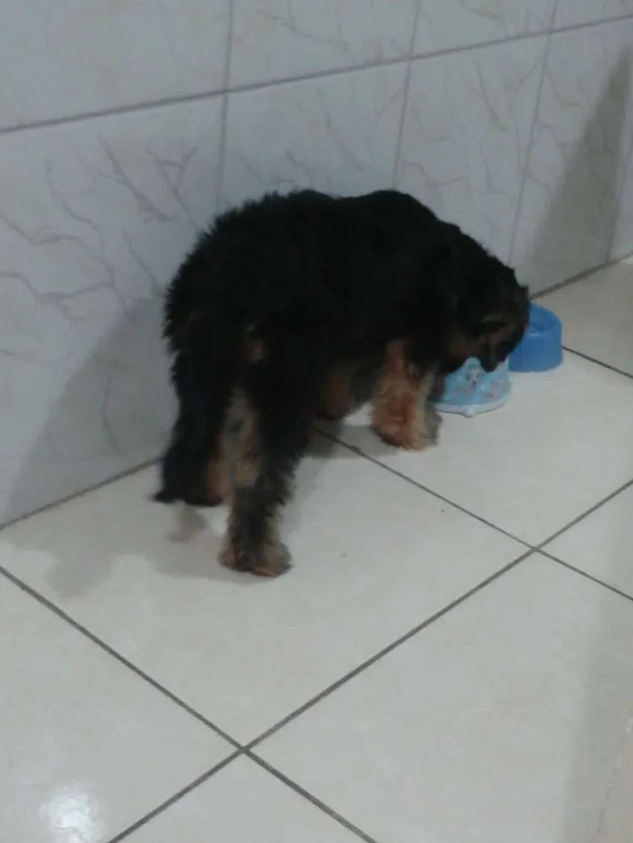 Cachorro ra a Yorkshire idade 1 ano nome TOM