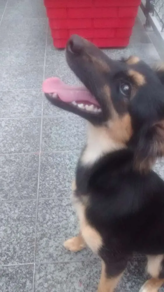 Cachorro ra a srd idade 7 a 11 meses nome Rebeca
