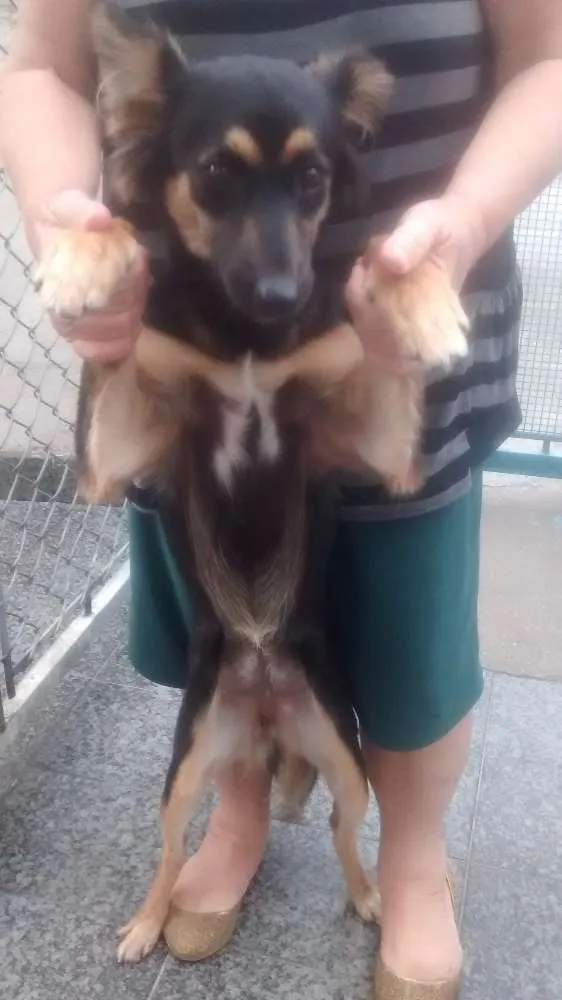 Cachorro ra a srd idade 7 a 11 meses nome Rebeca