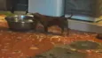 Scooby
