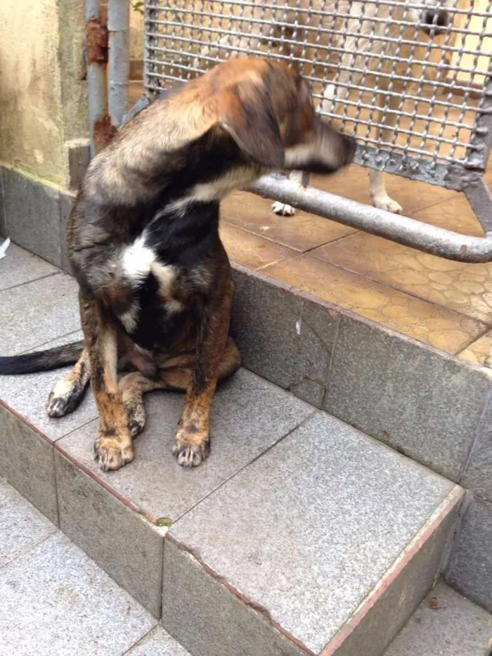 Cachorro ra a Srd idade 7 a 11 meses nome Sem nome