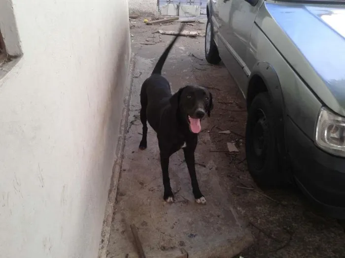 Cachorro raça Labradora idade 1 ano nome PRETINHA