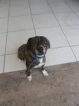 Pet