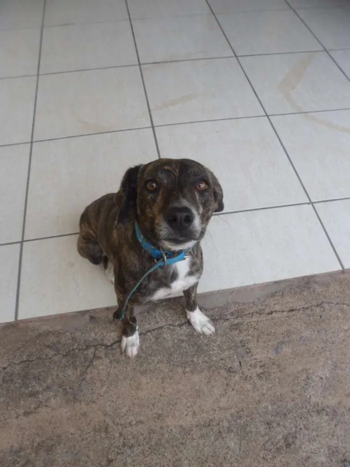 Cachorro ra a Vira-Lata idade 2 anos nome Pet