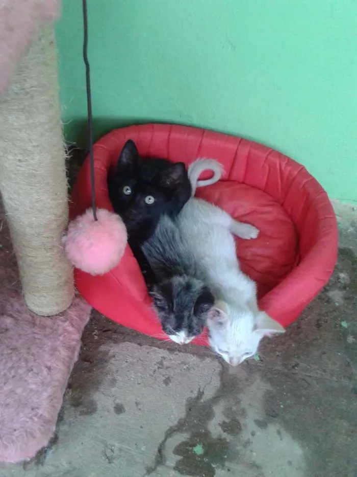 Gato ra a SRD idade 2 a 6 meses nome amora