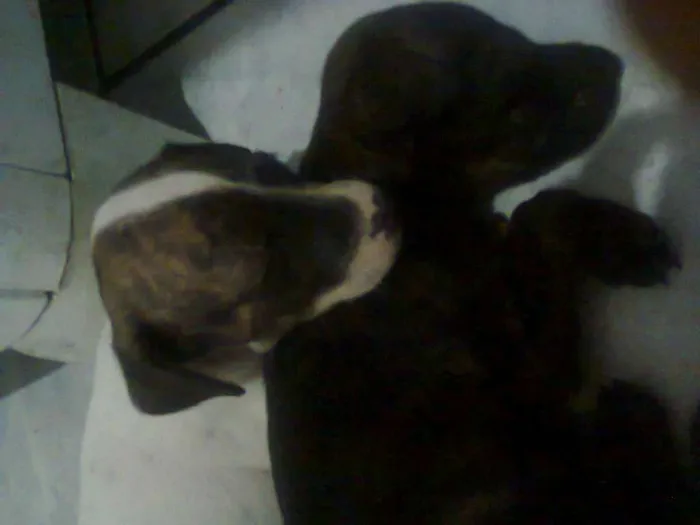 Cachorro ra a Vira lata idade Abaixo de 2 meses nome Filhotes 