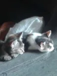 Gatinhos fofos