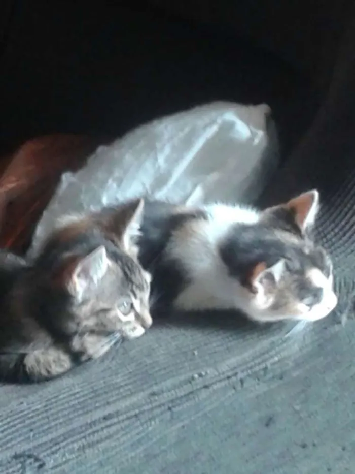 Gato ra a SRD idade 2 a 6 meses nome Gatinhos fofos