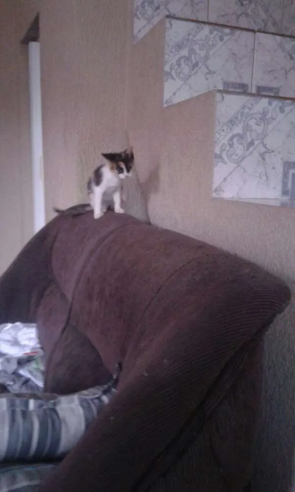 Gato ra a SRD idade 2 a 6 meses nome Gatinhos fofos