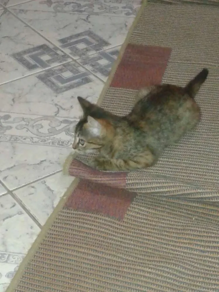 Gato ra a SRD idade 2 a 6 meses nome Gatinhos fofos