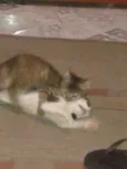 Gatinhos fofos