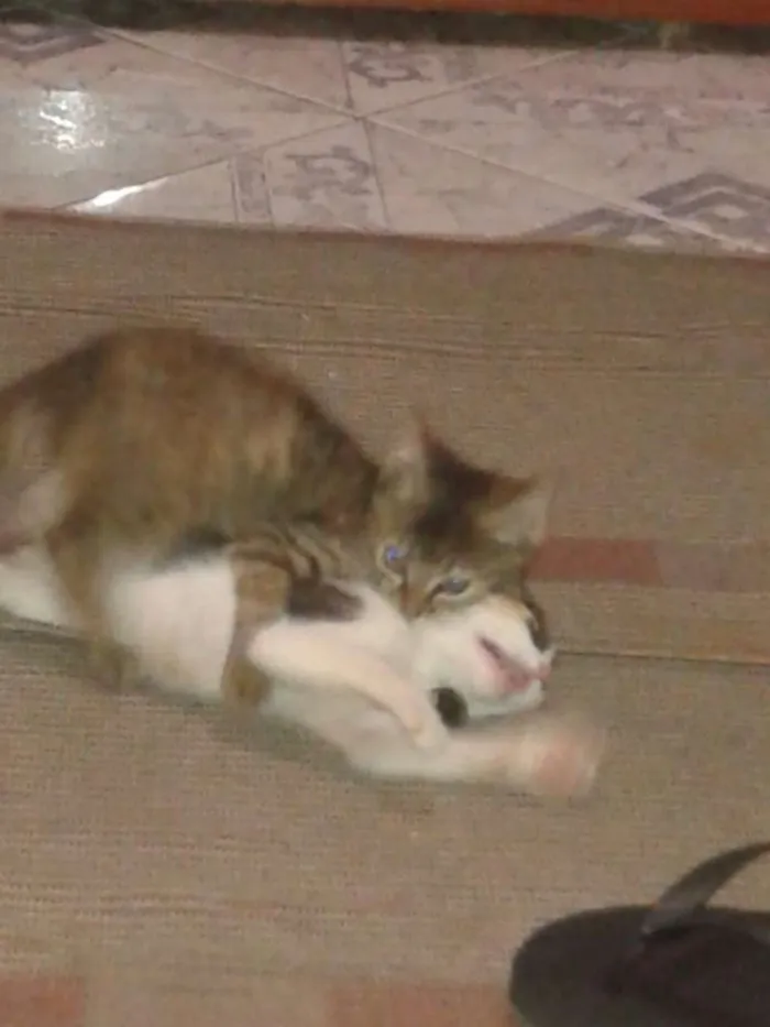 Gato ra a SRD idade 2 a 6 meses nome Gatinhos fofos