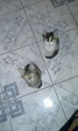 Gatinhos fofos