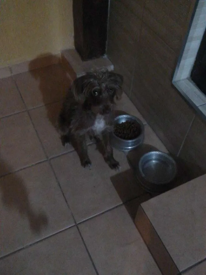Cachorro raça SRD idade 1 ano nome Jade