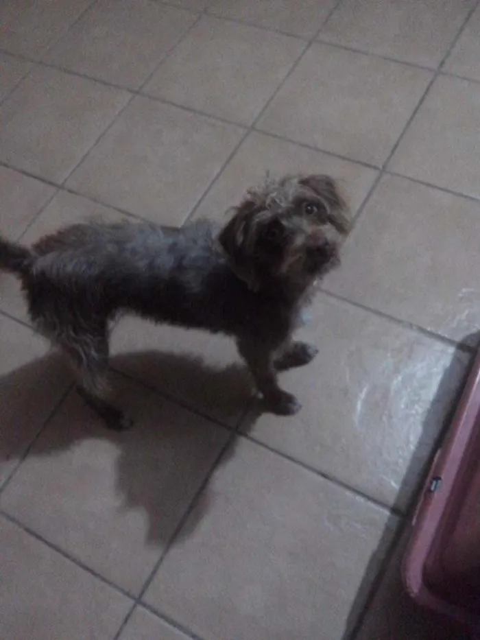 Cachorro raça SRD idade 1 ano nome Jade