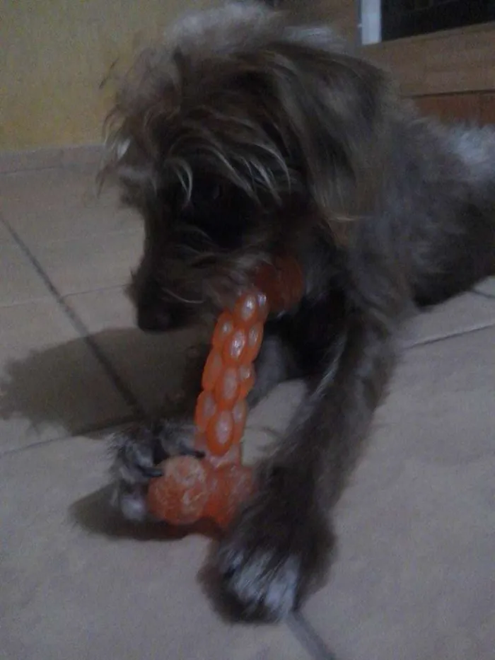 Cachorro raça SRD idade 1 ano nome Jade