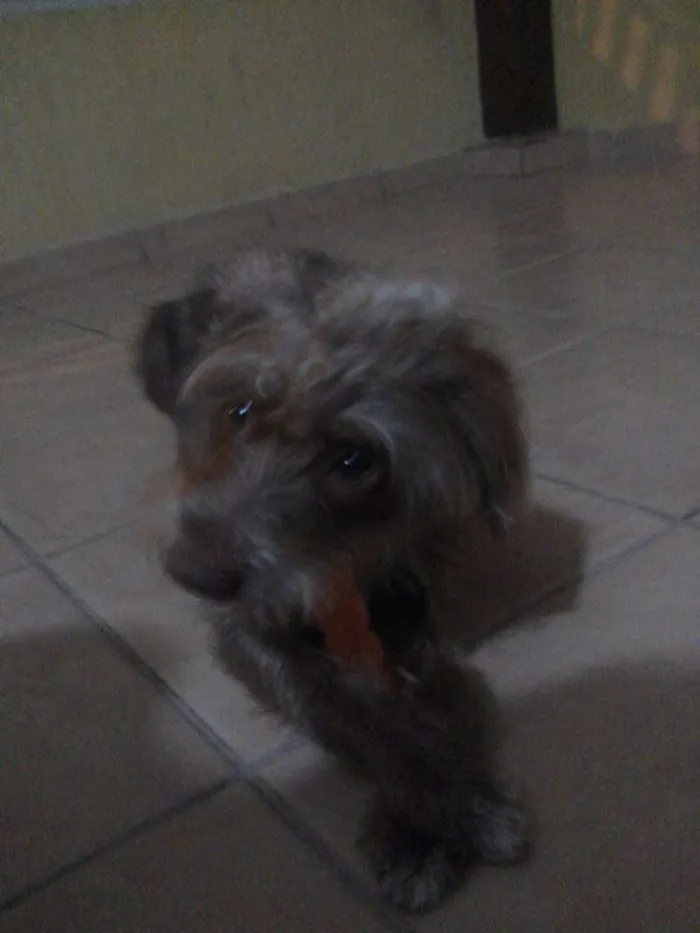 Cachorro raça SRD idade 1 ano nome Jade