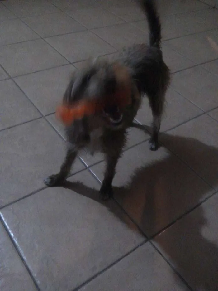 Cachorro raça SRD idade 1 ano nome Jade