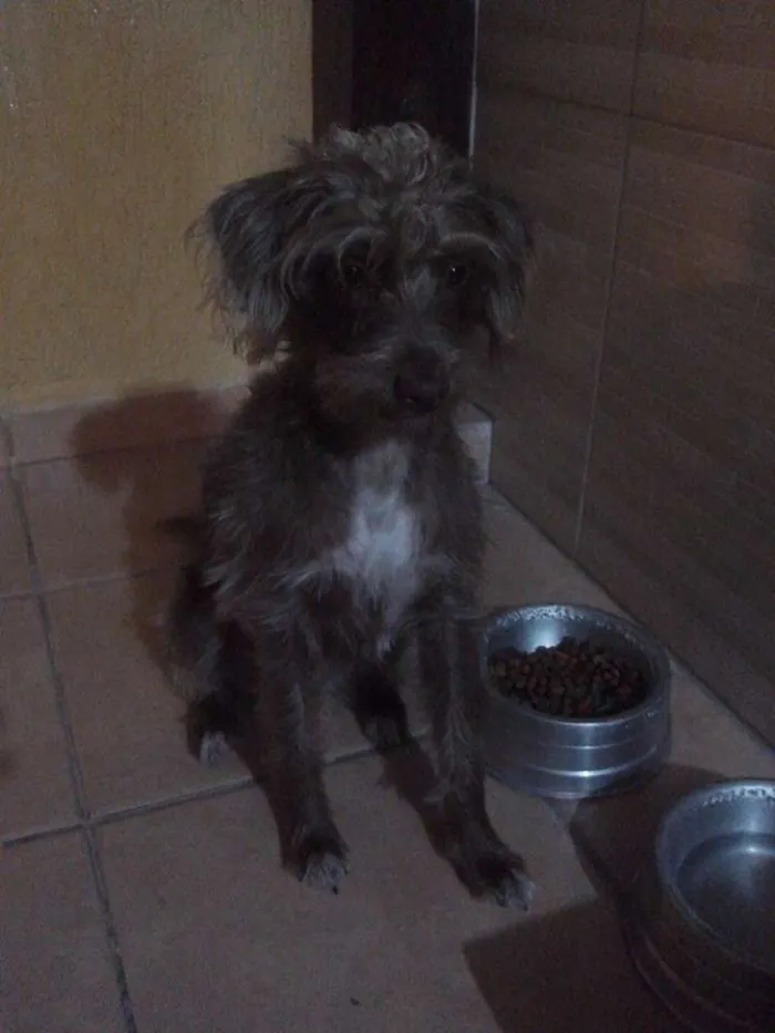 Cachorro raça SRD idade 1 ano nome Jade
