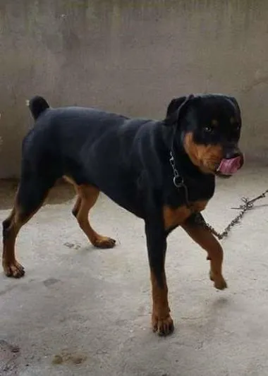 Cachorro ra a Rottweiler idade 1 ano nome Thór