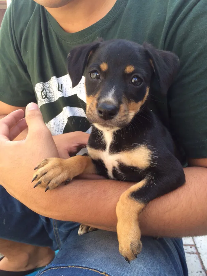 Cachorro ra a srd  vira lata idade 2 a 6 meses nome sem nome