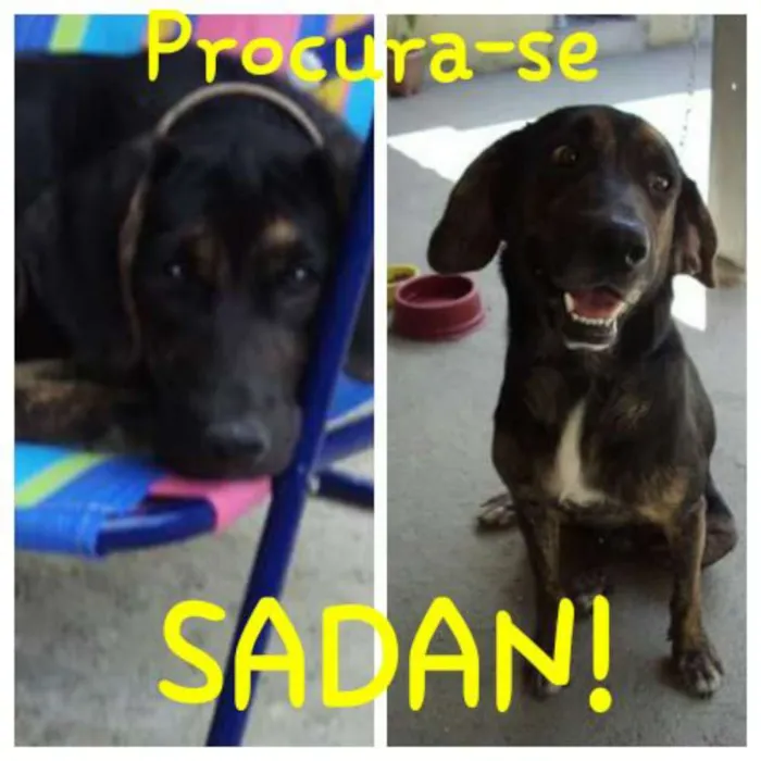 Cachorro ra a SRD idade 3 anos nome Sadan