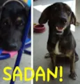 Sadan