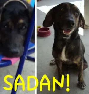 Cachorro raça SRD idade 3 anos nome Sadan