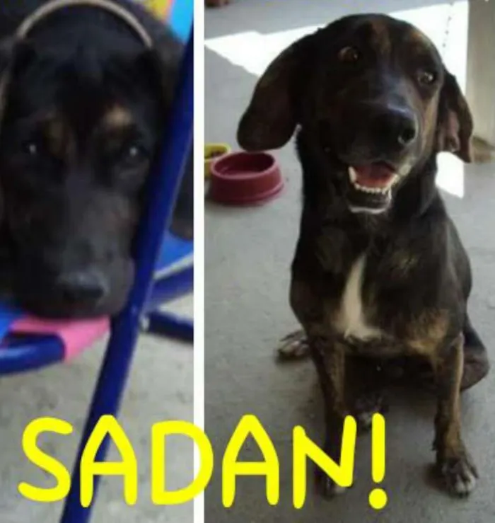 Cachorro ra a SRD idade 3 anos nome Sadan