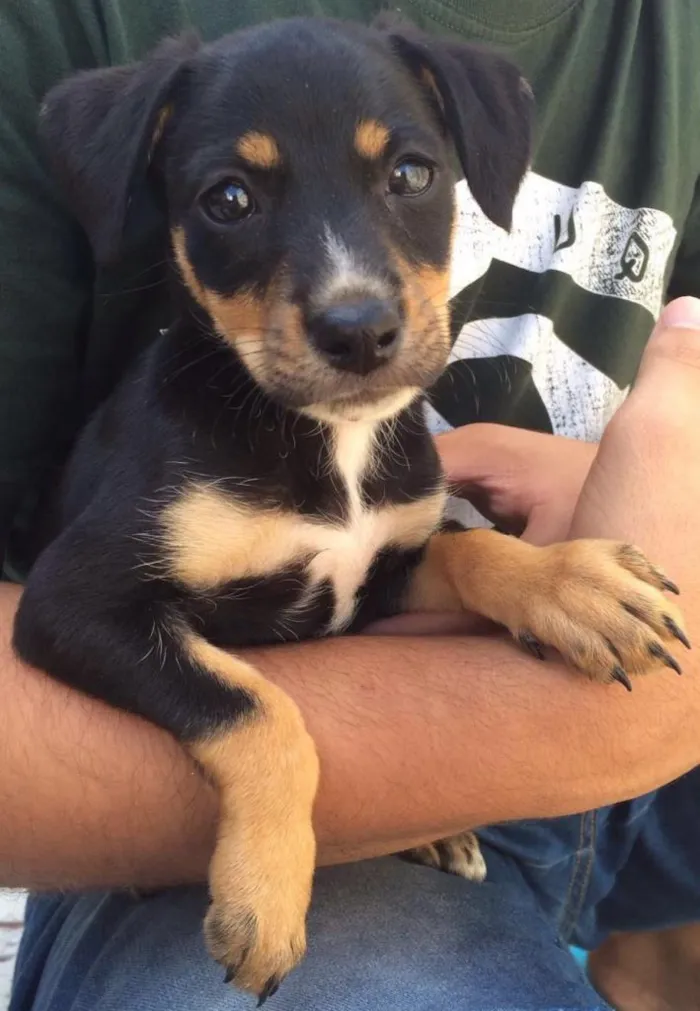 Cachorro ra a srd  vira lata idade 2 a 6 meses nome sem nome