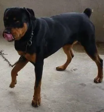 Cachorro ra a Rottweiler idade 1 ano nome Thór