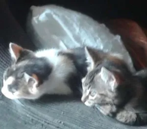Gato raça SRD idade 2 a 6 meses nome Gatinhos fofos