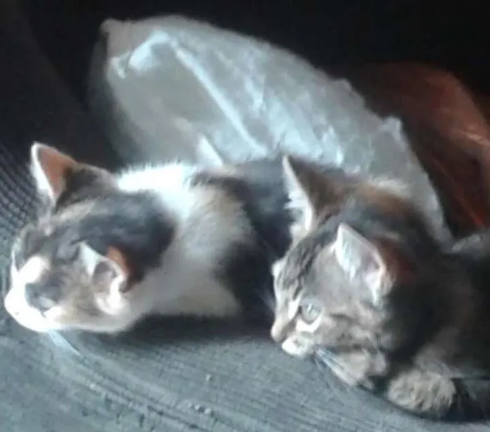Gato ra a SRD idade 2 a 6 meses nome Gatinhos fofos