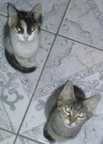 Gato ra a SRD idade 2 a 6 meses nome Gatinhos fofos