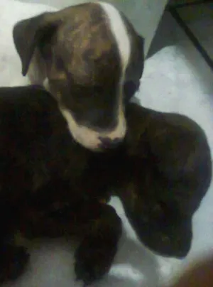 Cachorro raça Vira lata idade Abaixo de 2 meses nome Filhotes 