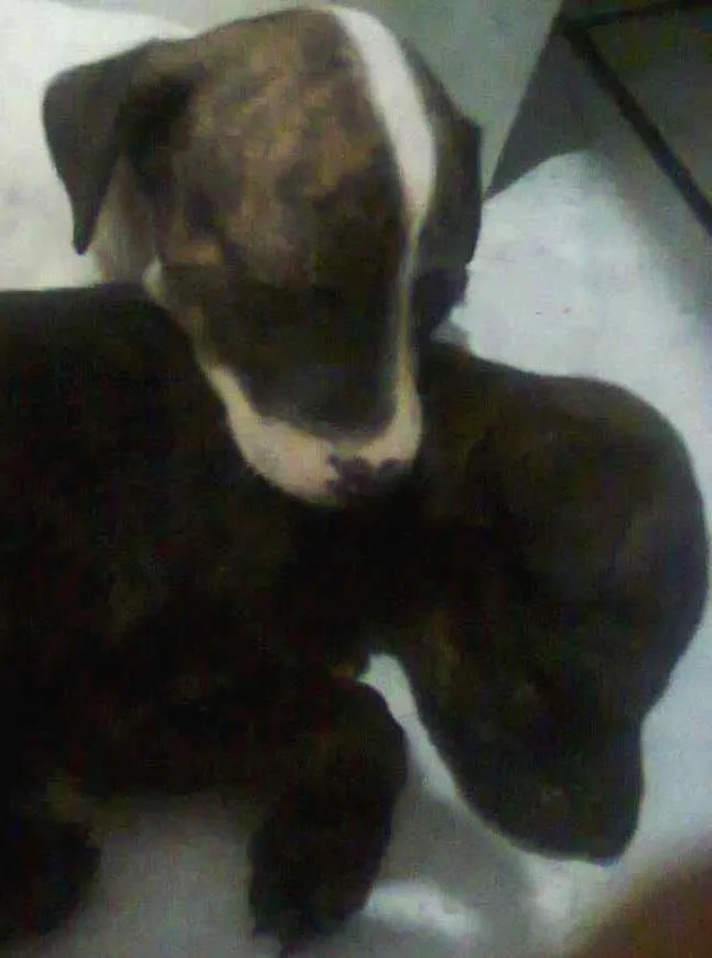 Cachorro ra a Vira lata idade Abaixo de 2 meses nome Filhotes 
