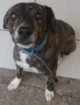 Pet