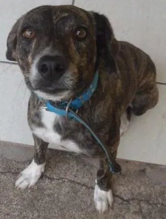 Cachorro ra a Vira-Lata idade 2 anos nome Pet