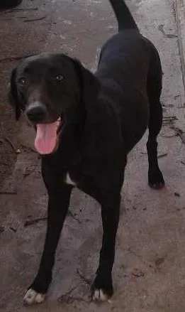 Cachorro raça Labradora idade 1 ano nome PRETINHA