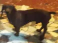 Scooby