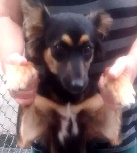 Cachorro ra a srd idade 7 a 11 meses nome Rebeca